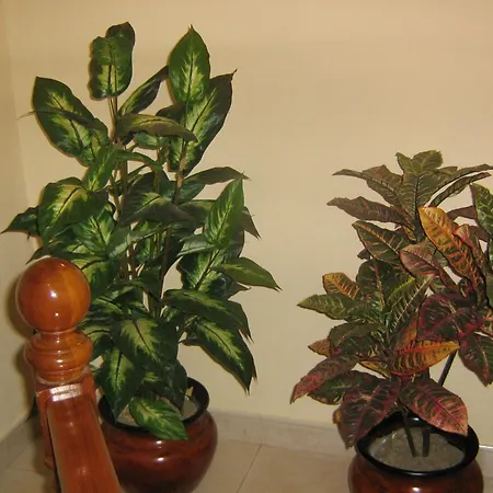 Apartamentos La Lula-2
